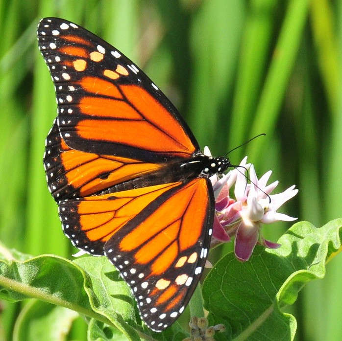 monarch on showy milkweed 