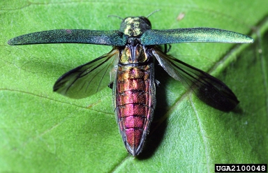 An emerald ash borer is shown opening its wings on a green leaf.