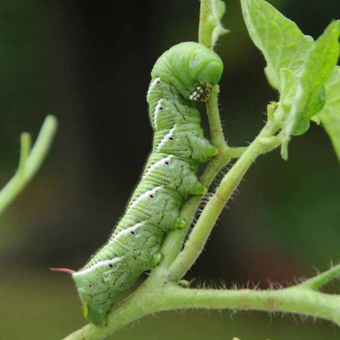 hornworm on a tomato plant 
