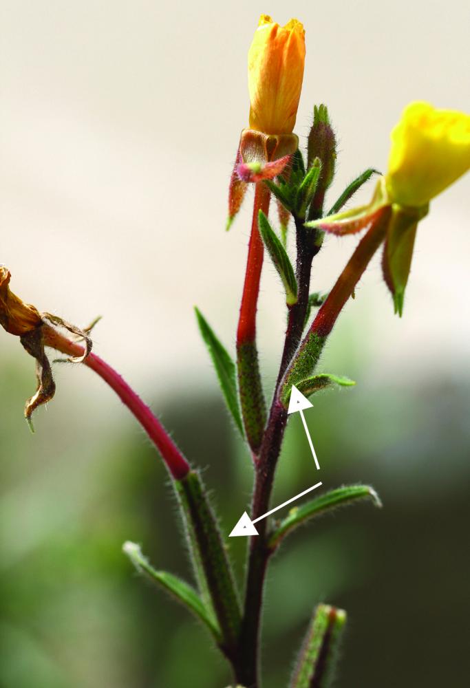 Swelling ovary below flower