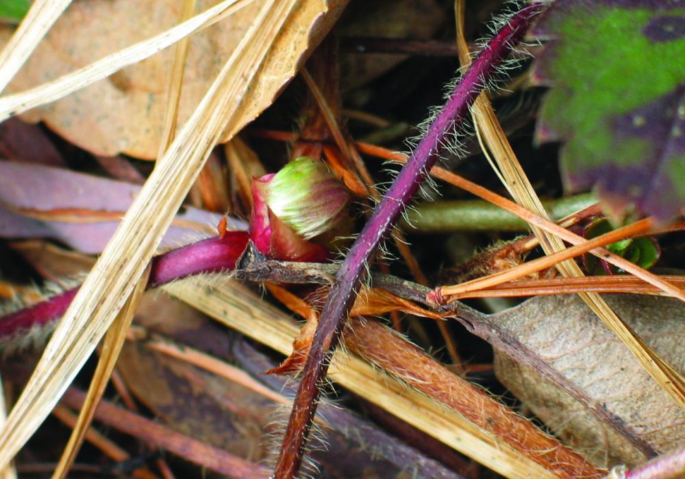 Plant runners