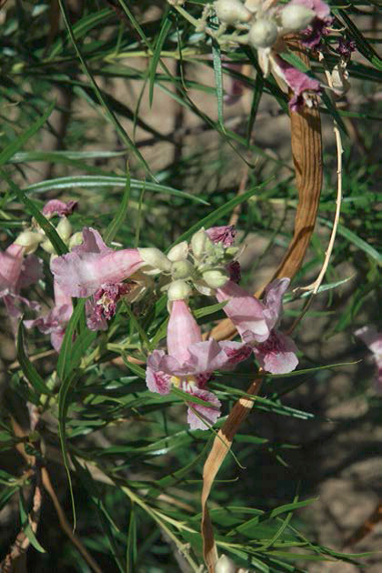 Desert willow flowers