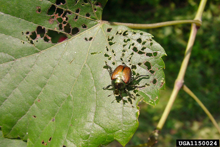 Japanese beetle feeds on a leaf