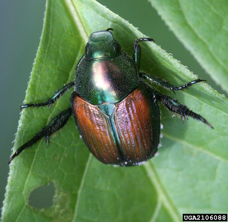 Japanese beetle on a leaf