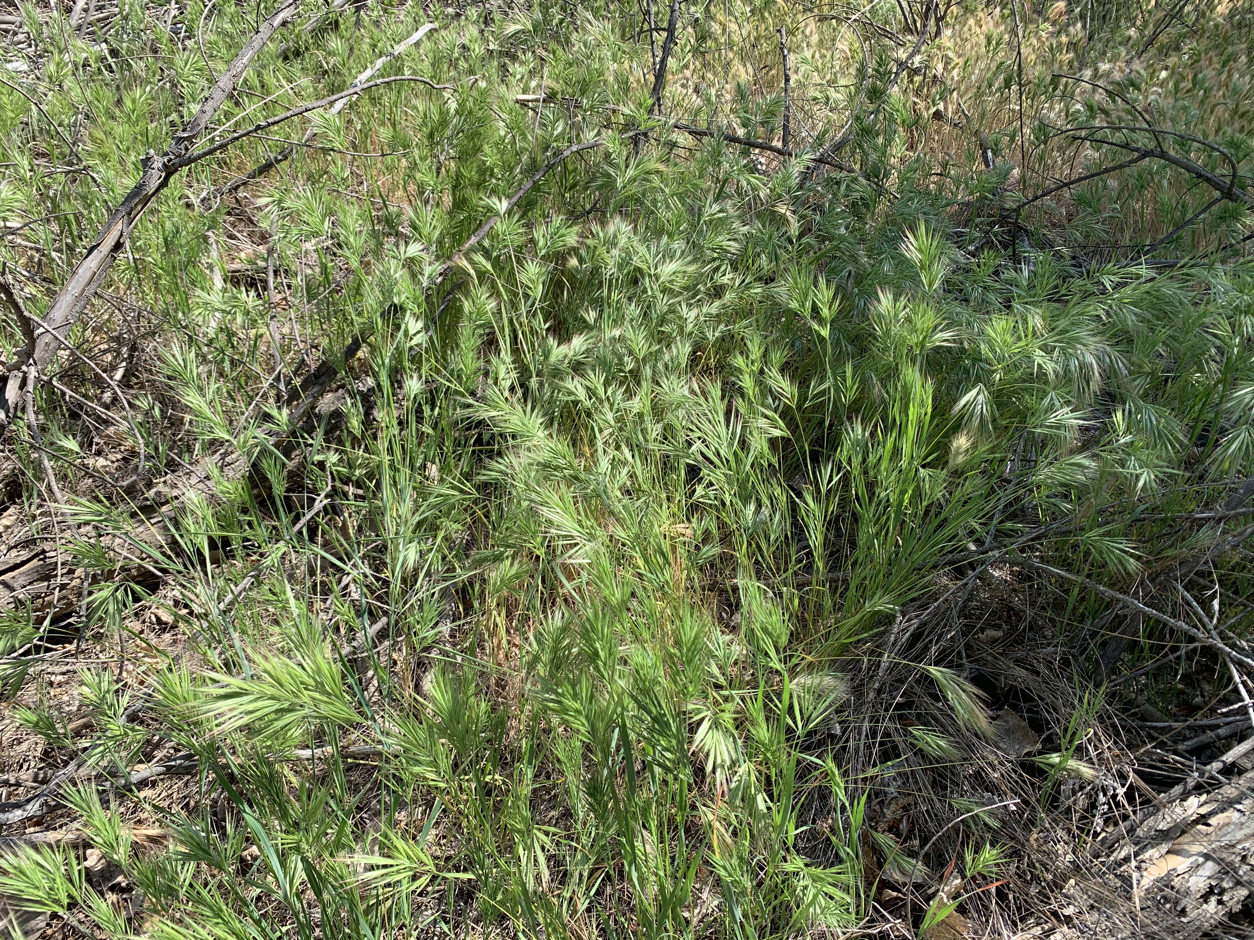 Red brome flowering