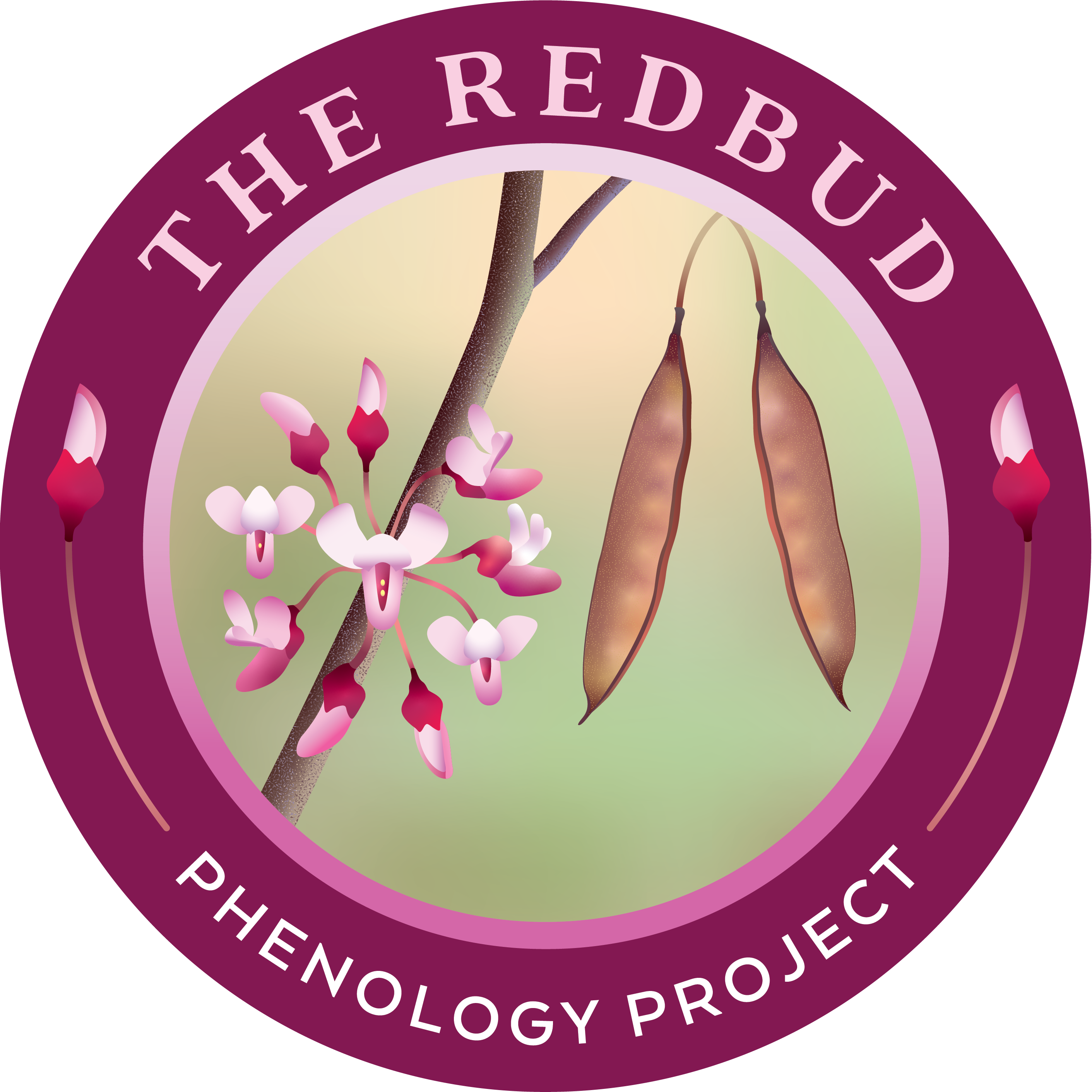 The Redbud Phenology Project logo