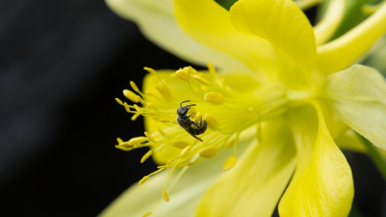 Insect on columbine flower