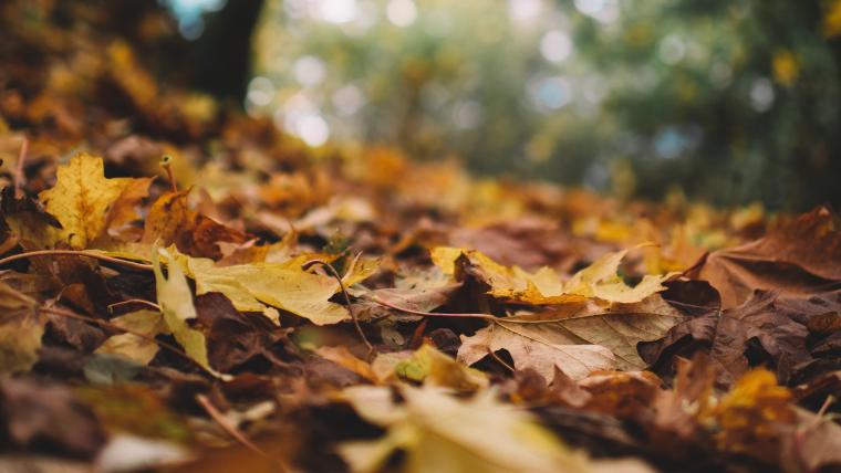 Fallen leaves on forest floor