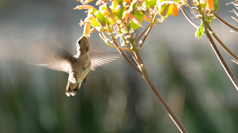 A hummingbird drinks nectar from a flower