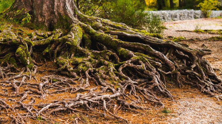 Tree with large exposed roots