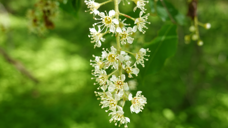 Open black cherry flowers