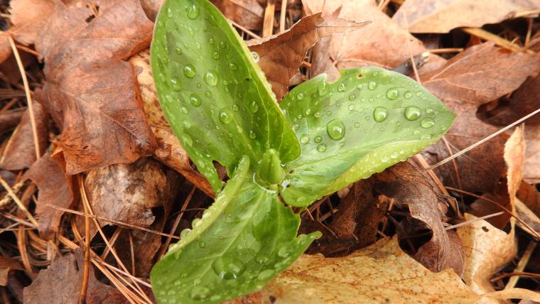 Trillium sessile plant among leaves on the forest floor
