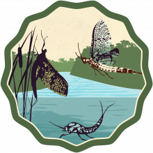 Mayfly Watch campaign badge with mayflies and a river